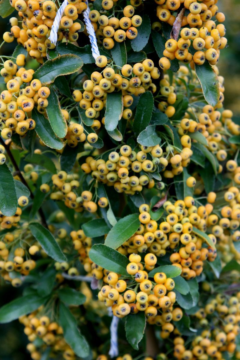 Feuerdorn Saphyr Orange®