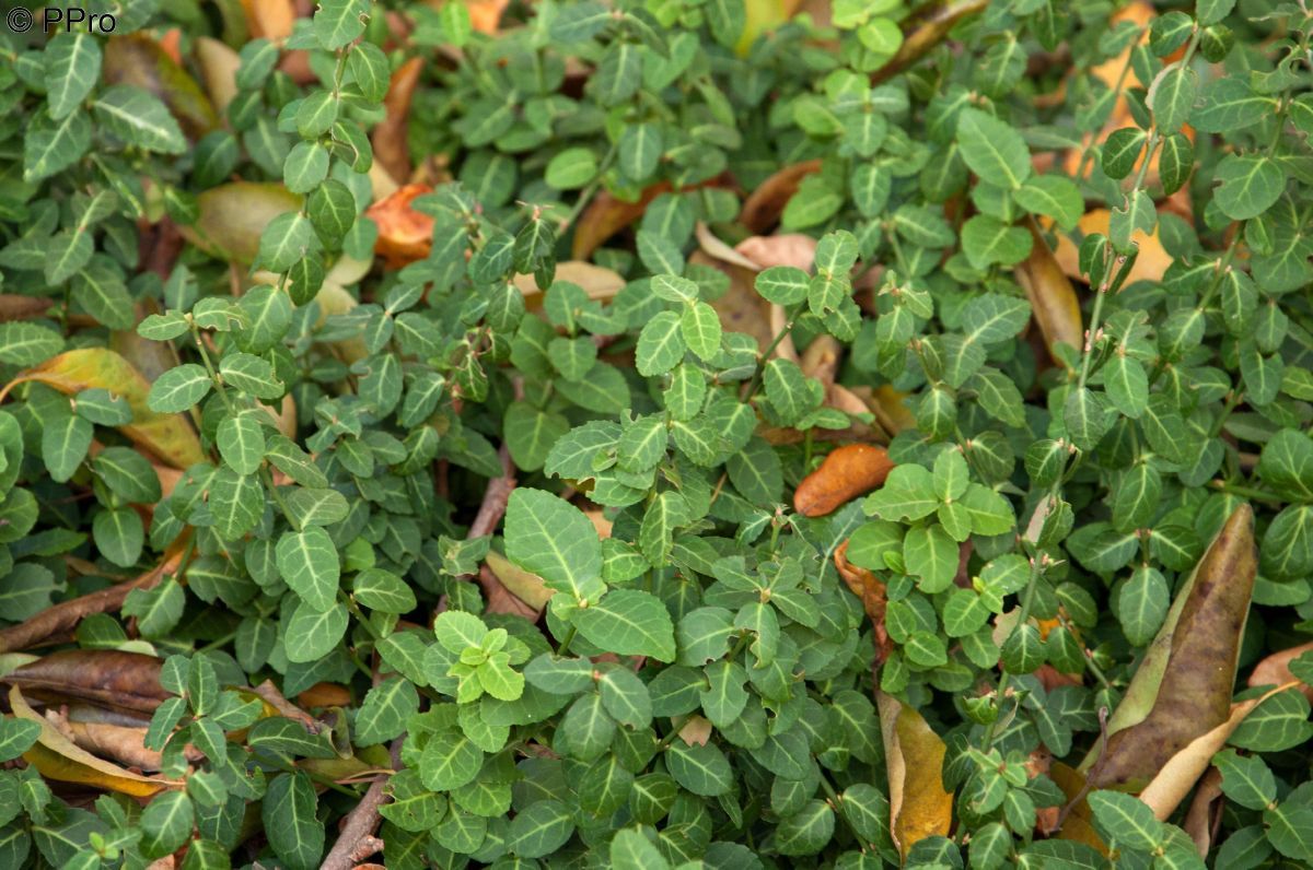Kriechender Spindelbaum Coloratus