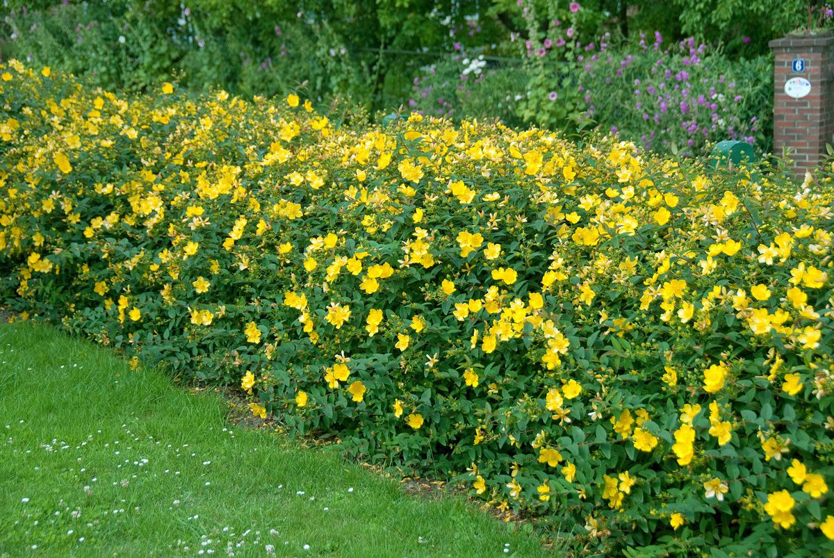 Johanniskraut Hidcote Johanniskraut Hidcote