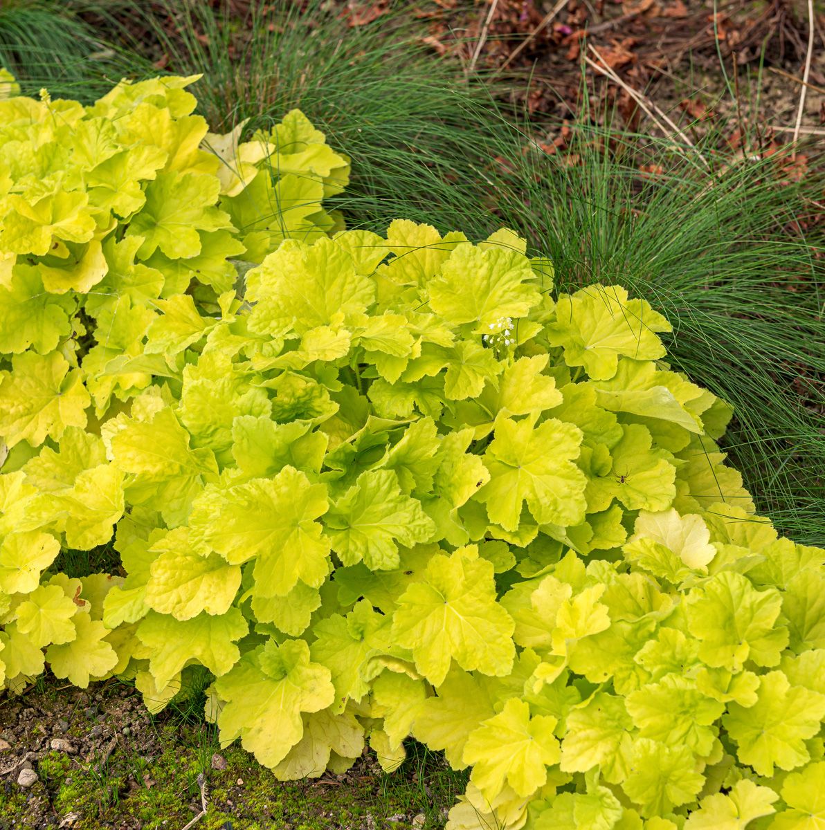 Purpurglöckchen Citronelle®
