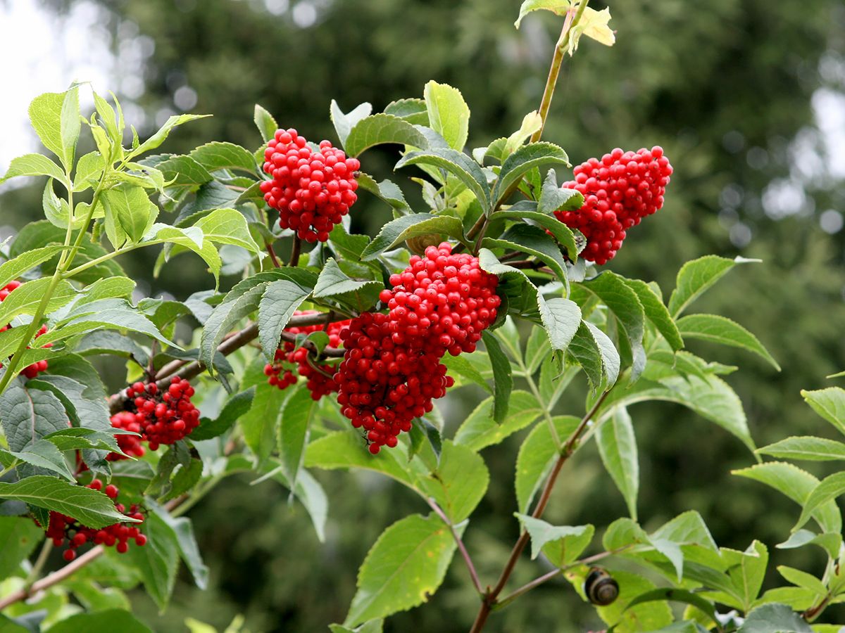 Traubenholunder, Roter Holunder