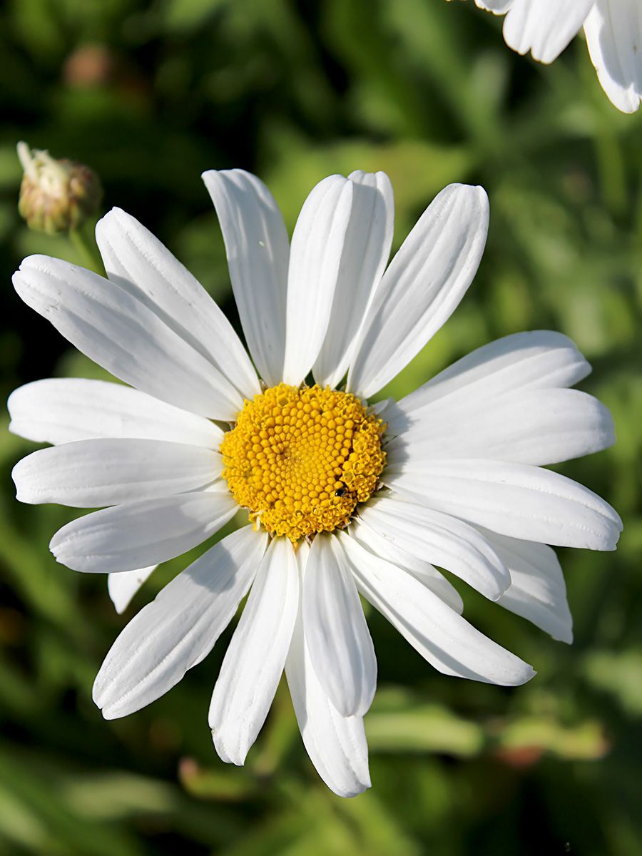 Sommermargerite Alaska