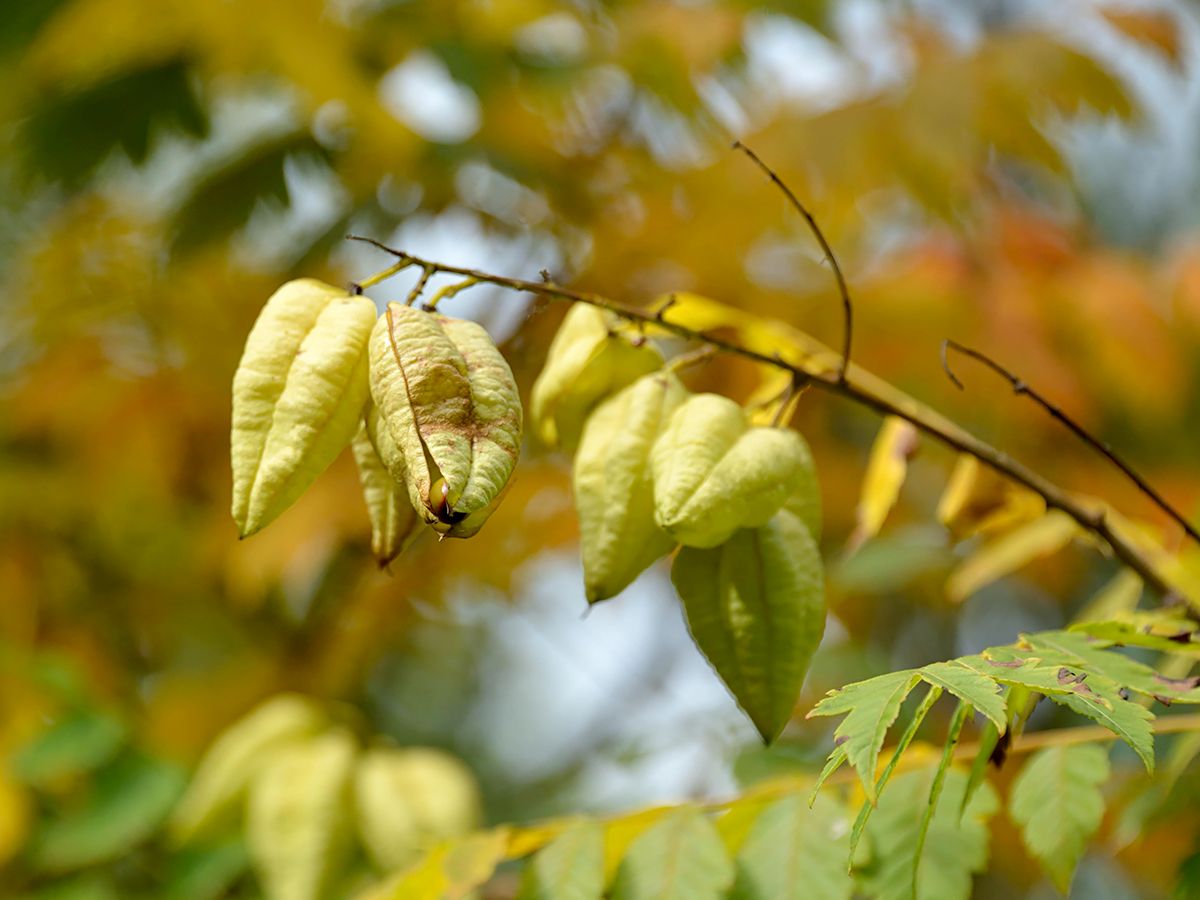 Blasenbaum, Bienenesche, Chinabaum, Blasenesche Blasenbaum, Bienenesche, Chinabaum, Blasenesche