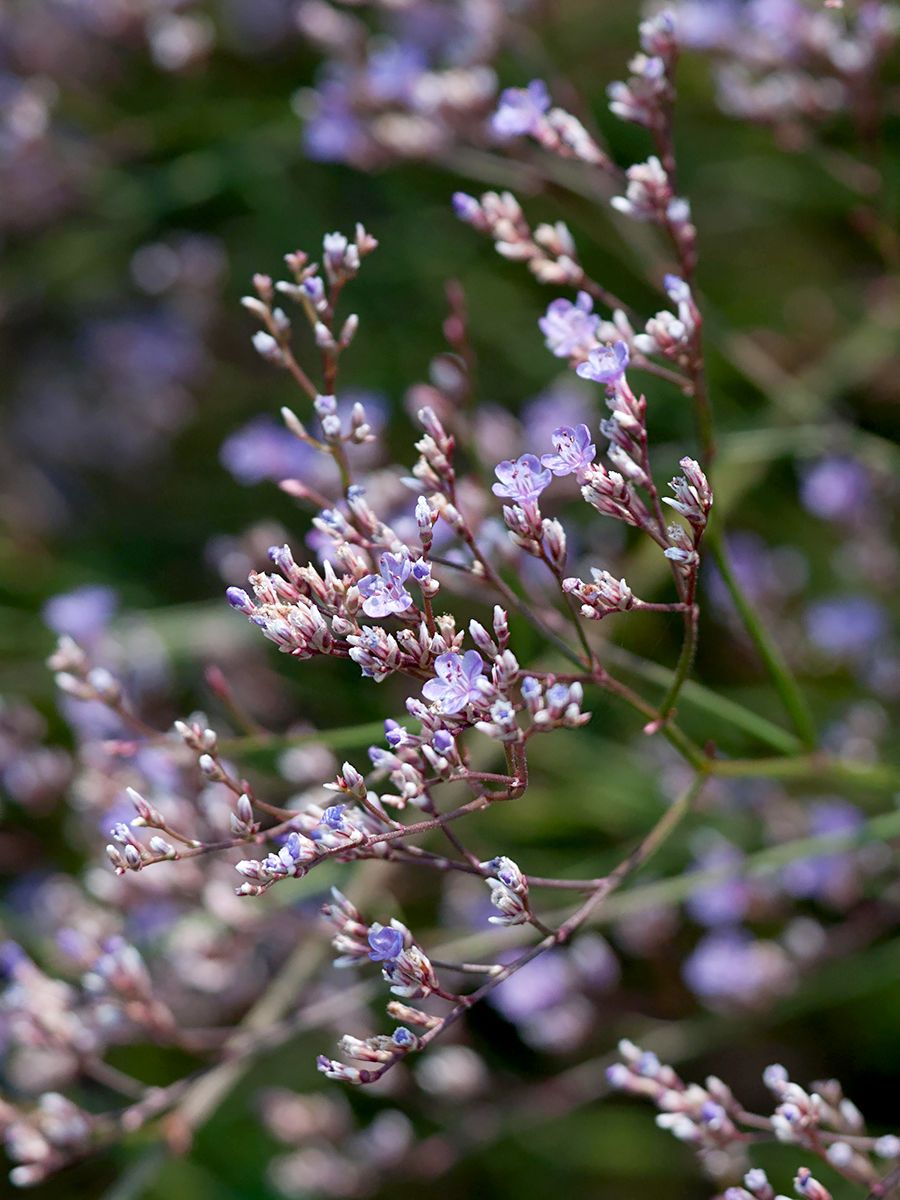 Statice, Strandflieder, Steppenschleier Statice, Strandflieder, Steppenschleier