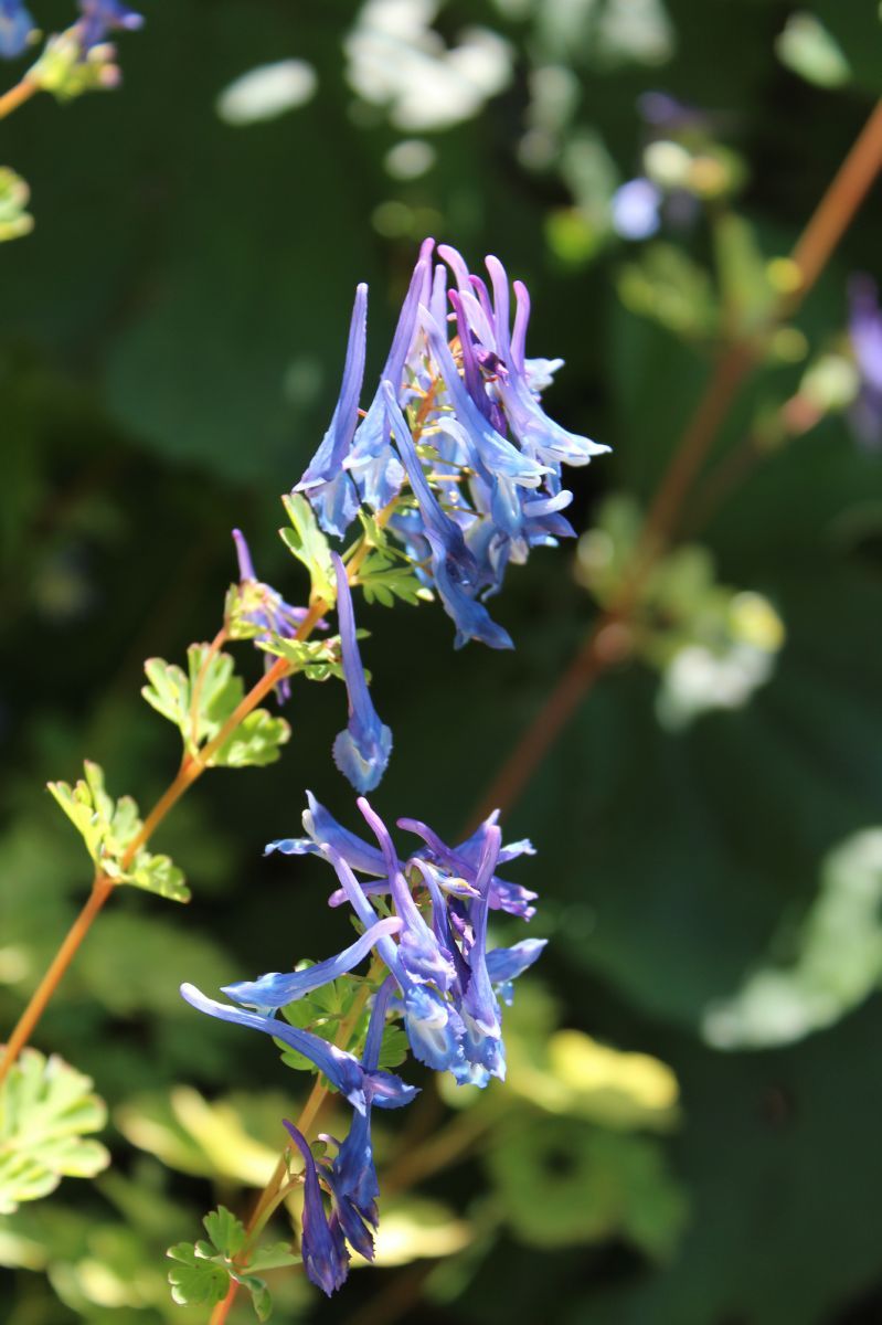 Blauer Lerchensporn