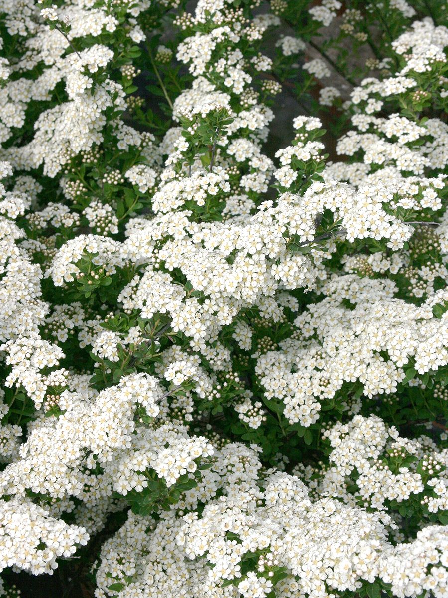 Spierstrauch June Bride