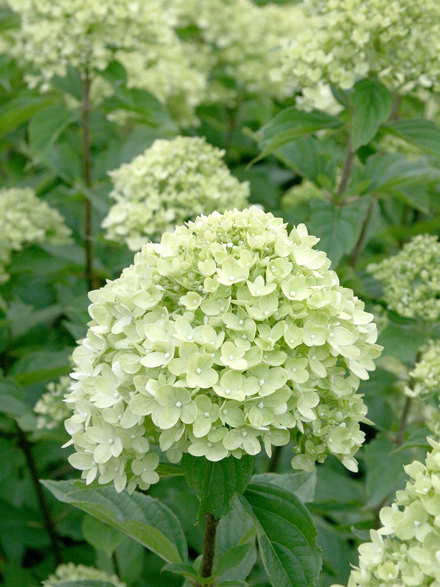 Zwergrispenhortensie Little Lime®
