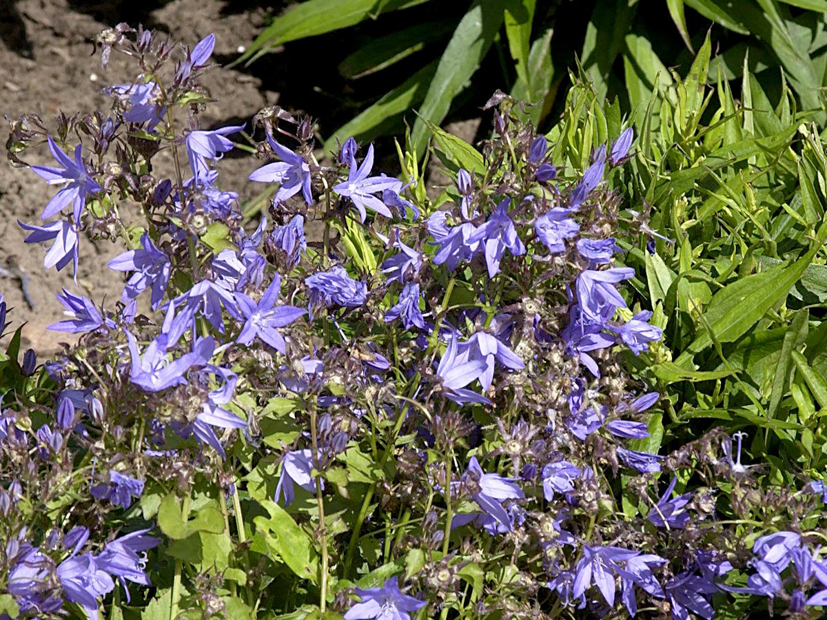 Niedere Glockenblume Blauranke