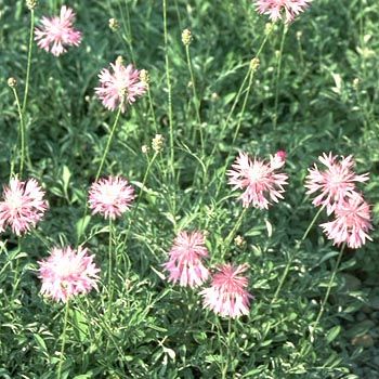 Kissen Flockenblume