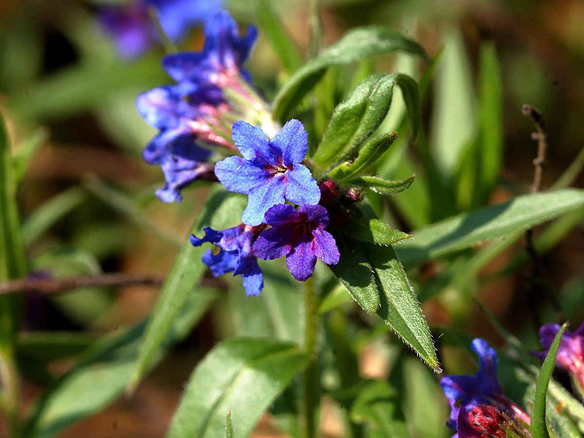 Blauroter Steinsame Blauroter Steinsame