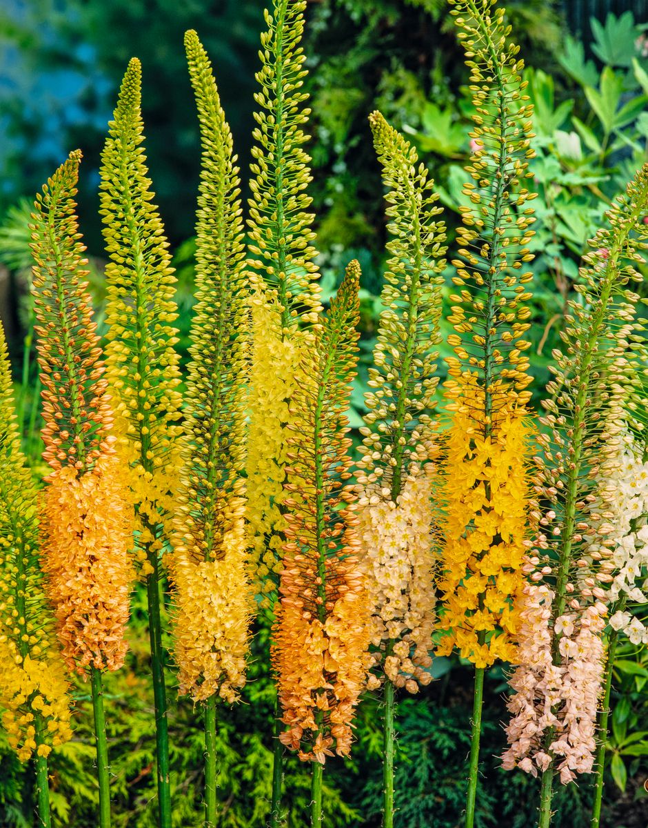 Steppenkerze Ruiter’s Hybrid’s