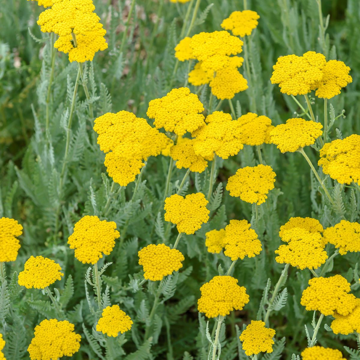 Krönungsgoldgarbe Coronation Gold Krönungsgoldgarbe Coronation Gold