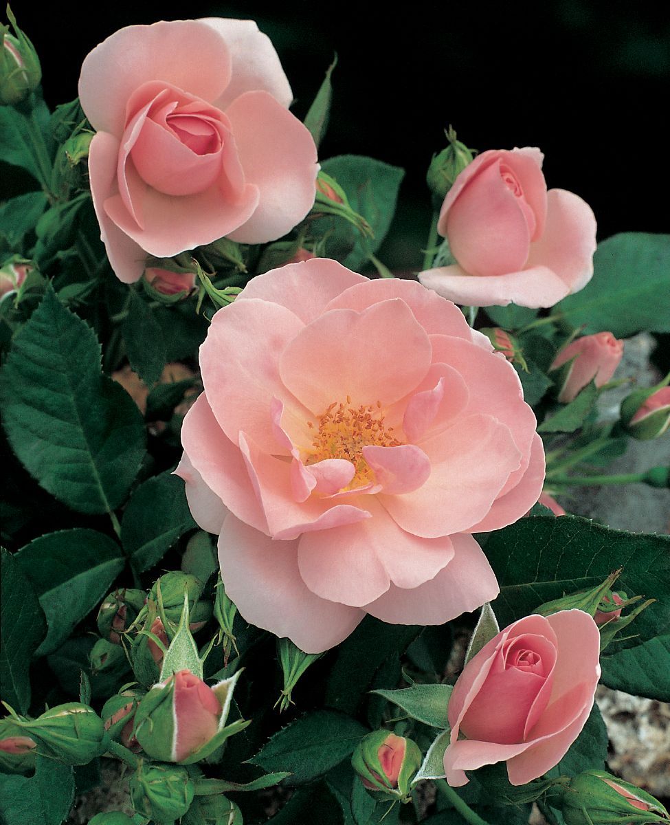 Astrid Lindgren® Strauchrose (öfter blühend, anspruchslos, leichter Duft)
