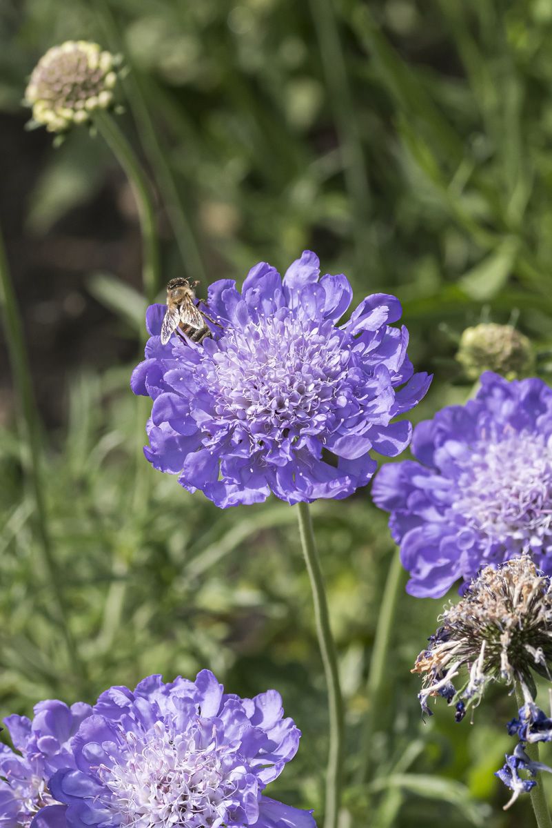 Taubenskabiose Butterfly Blue