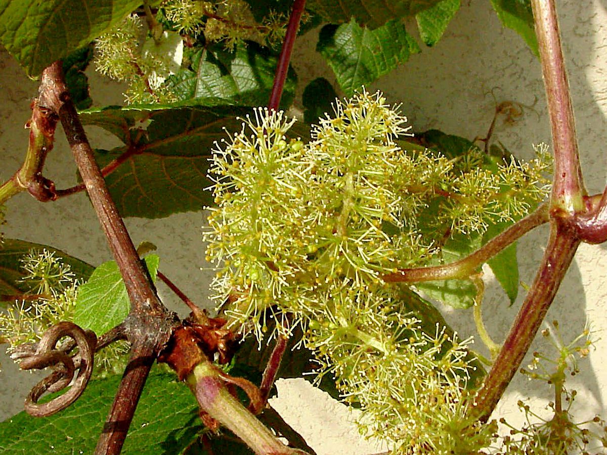 Rostrote Rebe Rostrote Rebe