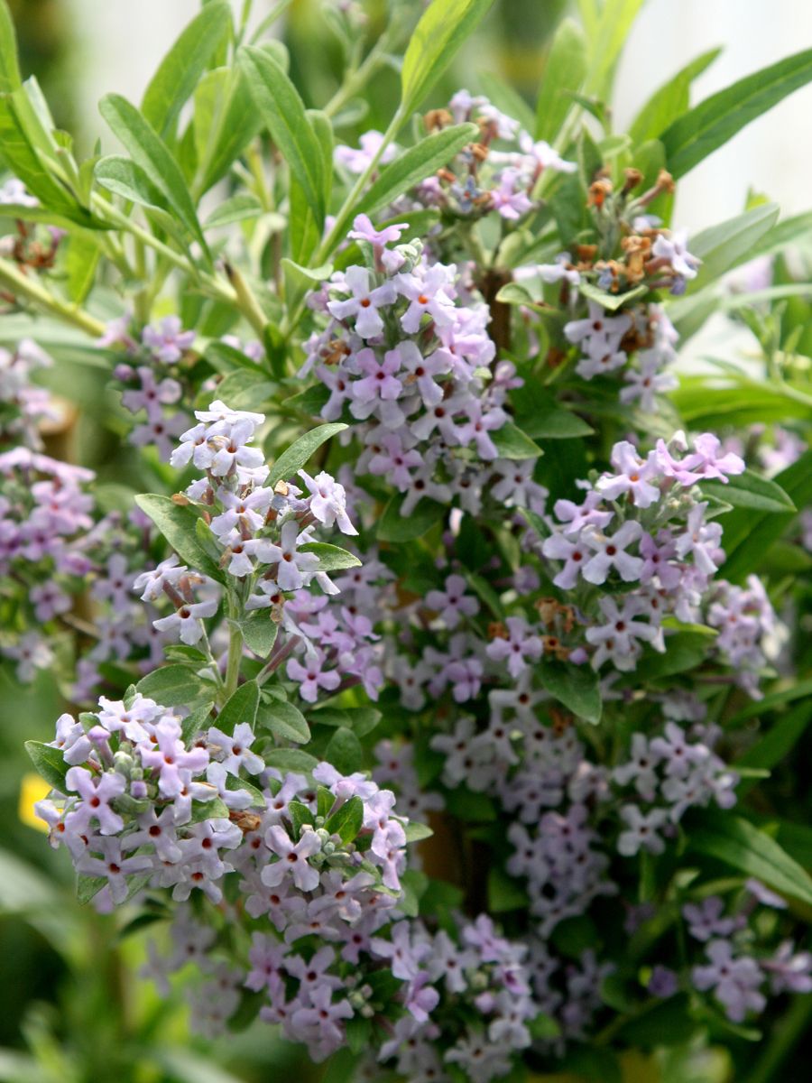 Schmalblättriger Sommerflieder
