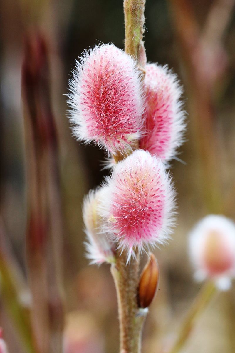 Rosa Kätzchenweide Mt. Aso