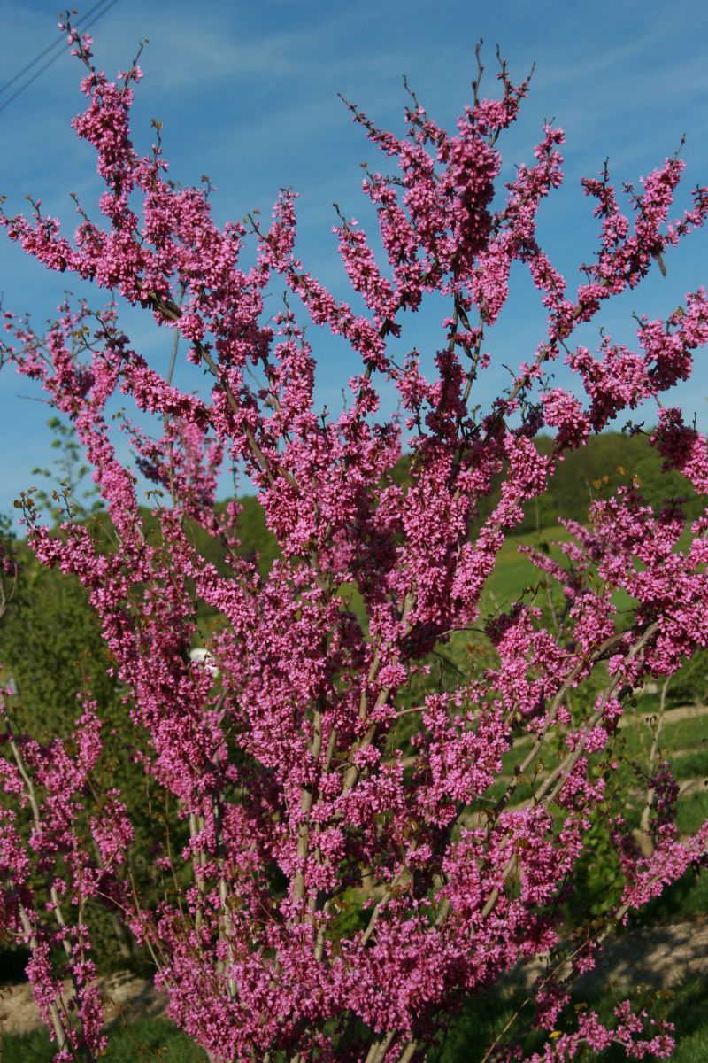 Chinesischer Judasbaum Avondale Chinesischer Judasbaum Avondale