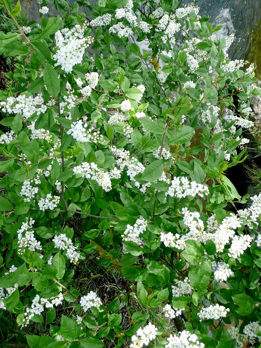 Kugeltraubenkirsche Nana Kugeltraubenkirsche Nana