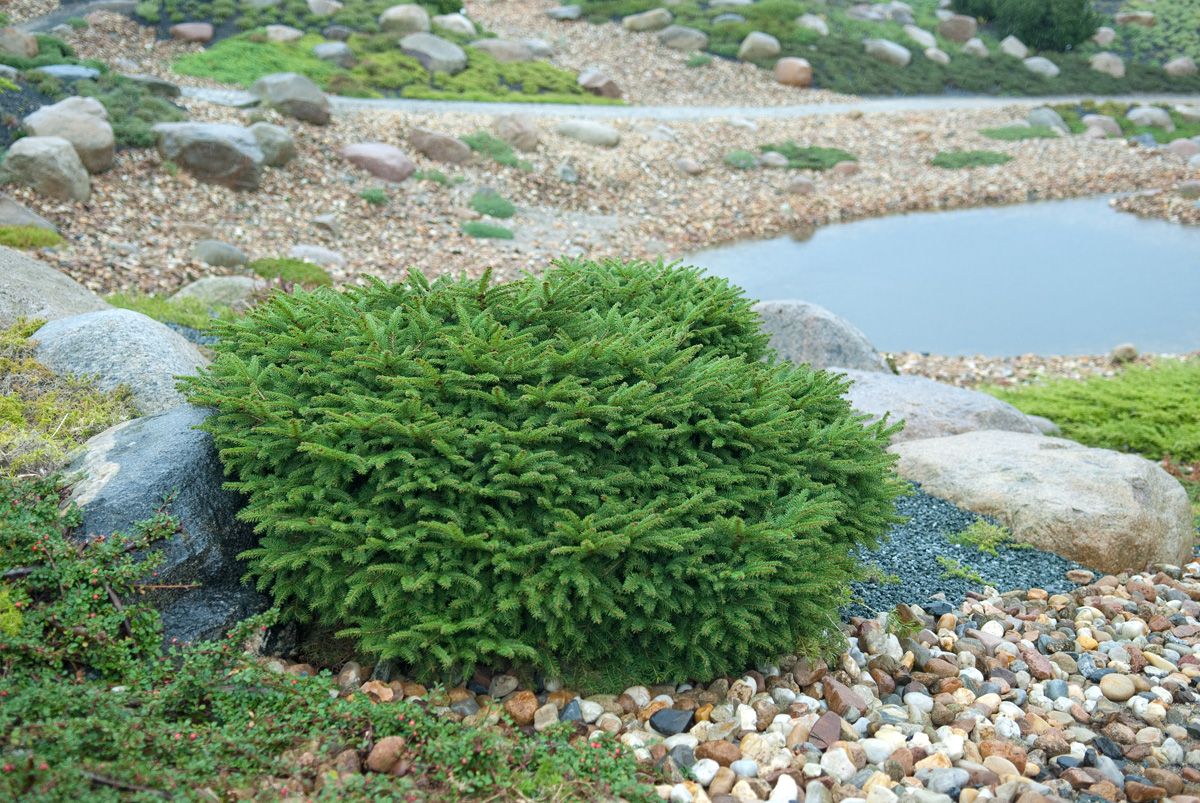 Nestfichte Nidiformis Nestfichte Nidiformis