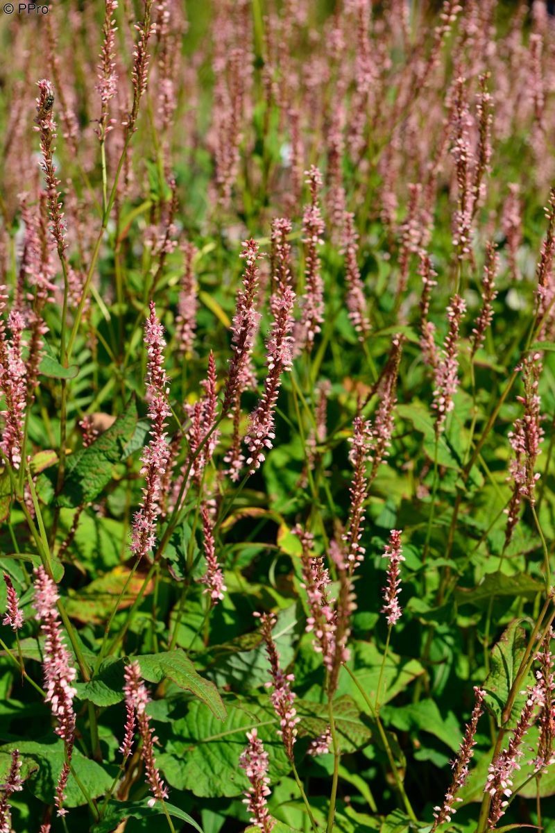 Knöterich Rosea