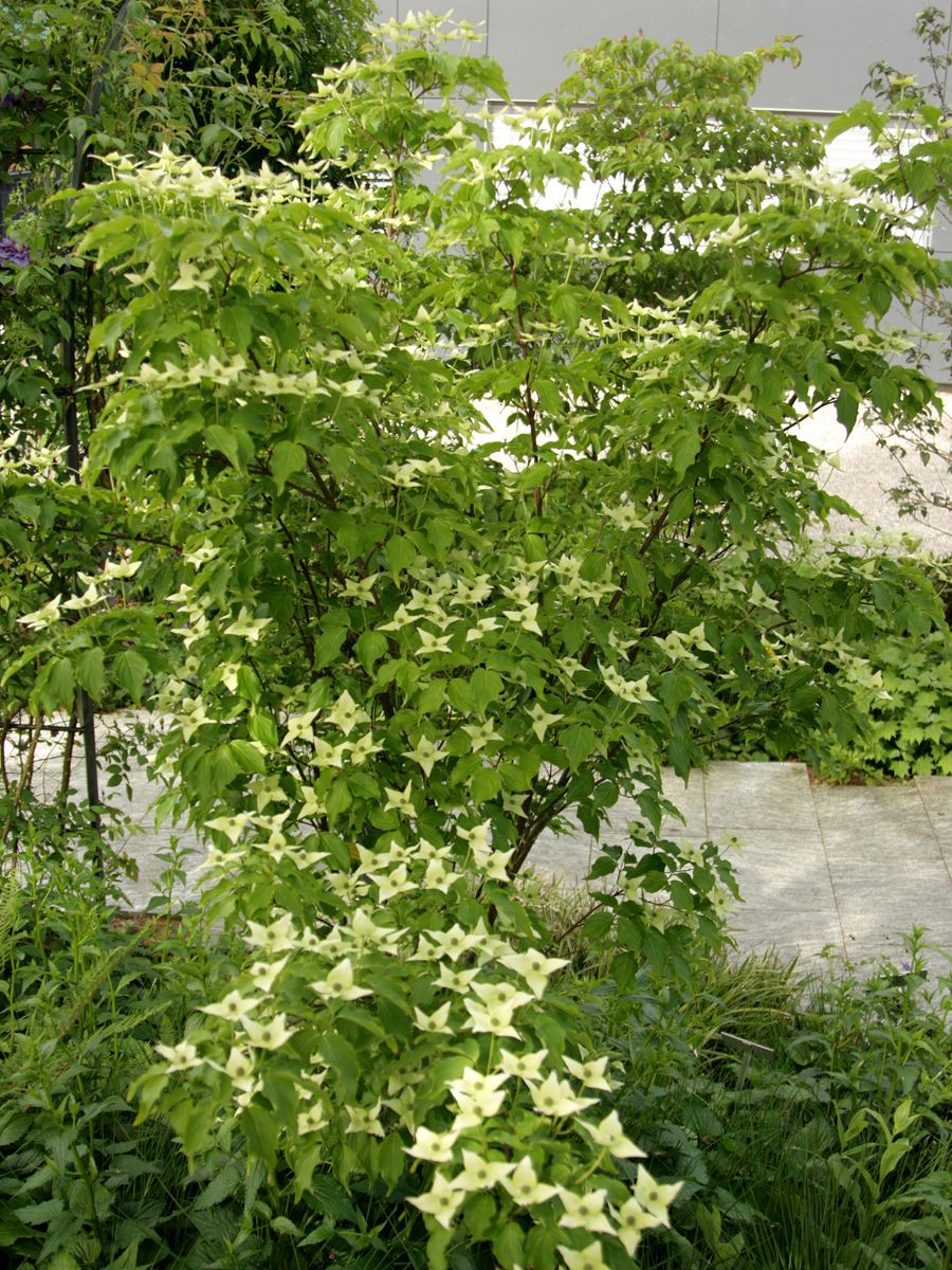 Japanischer Blumenhartriegel Milky Way Japanischer Blumenhartriegel Milky Way