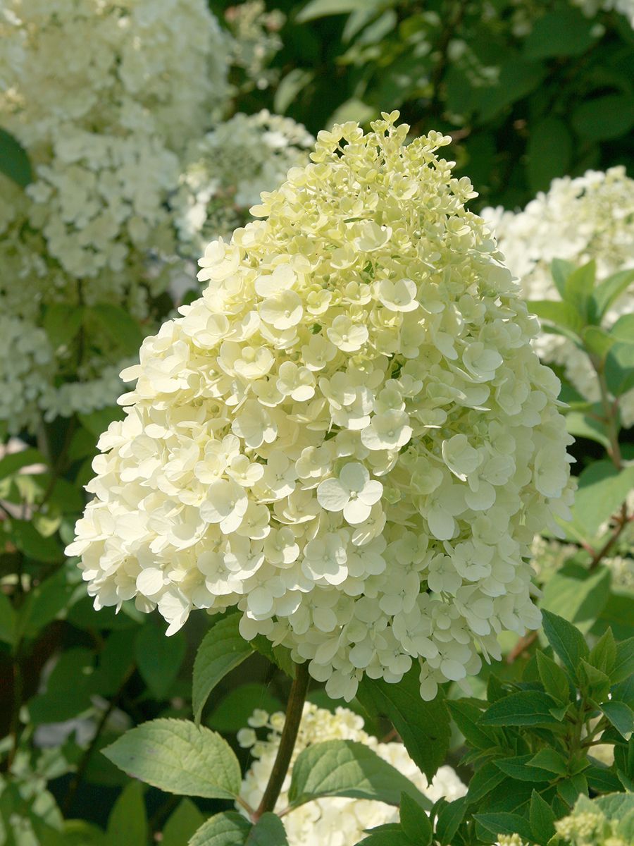 Zwergrispenhortensie Bobo® Zwergrispenhortensie Bobo®