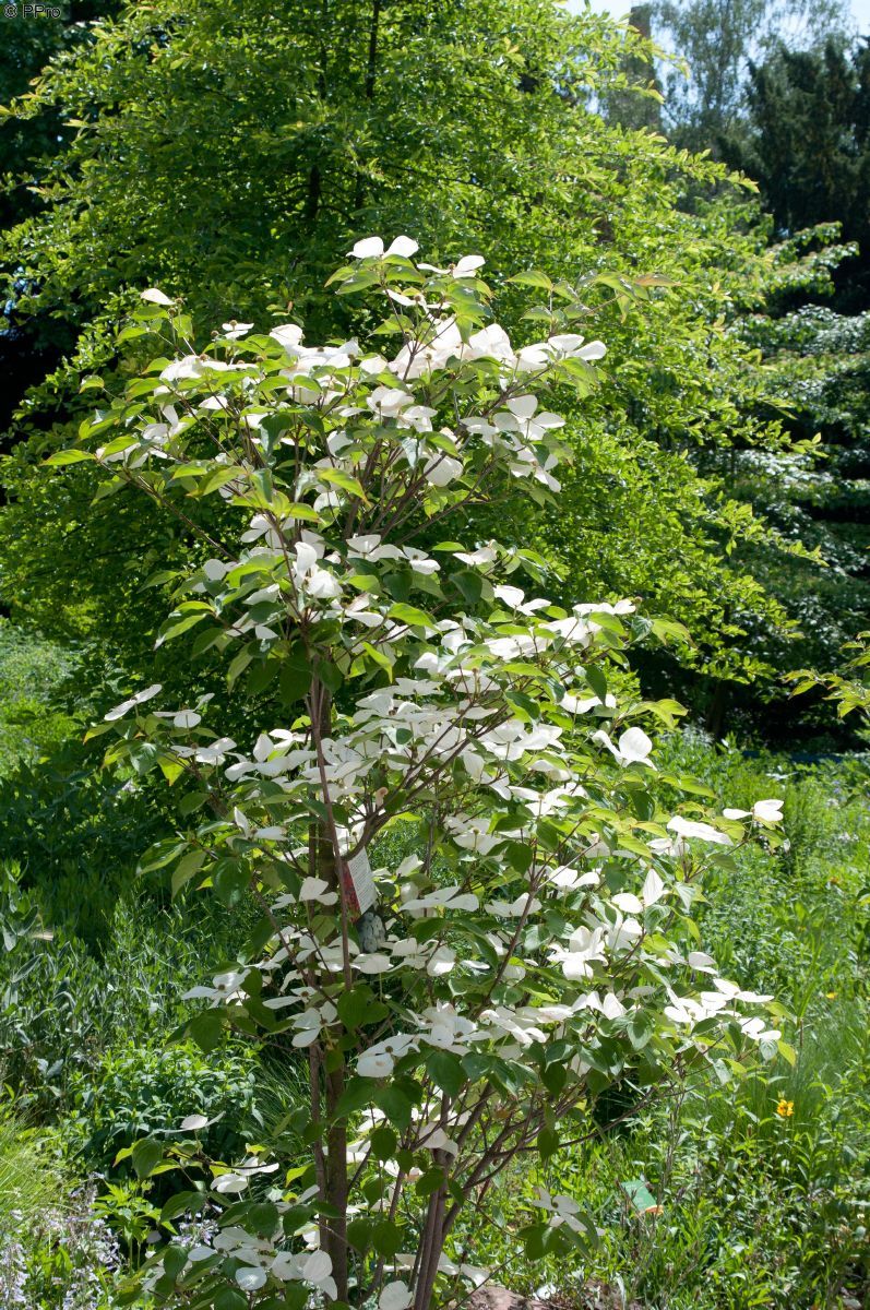 Blumenhartriegel Venus