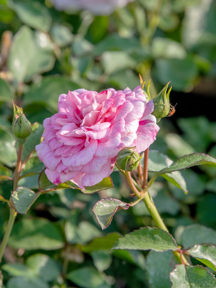 Mazurka® ADR 1993 Beetrose (Floribundarose, anspruchslos) Mazurka® ADR 1993 Beetrose (Floribundarose, anspruchslos)