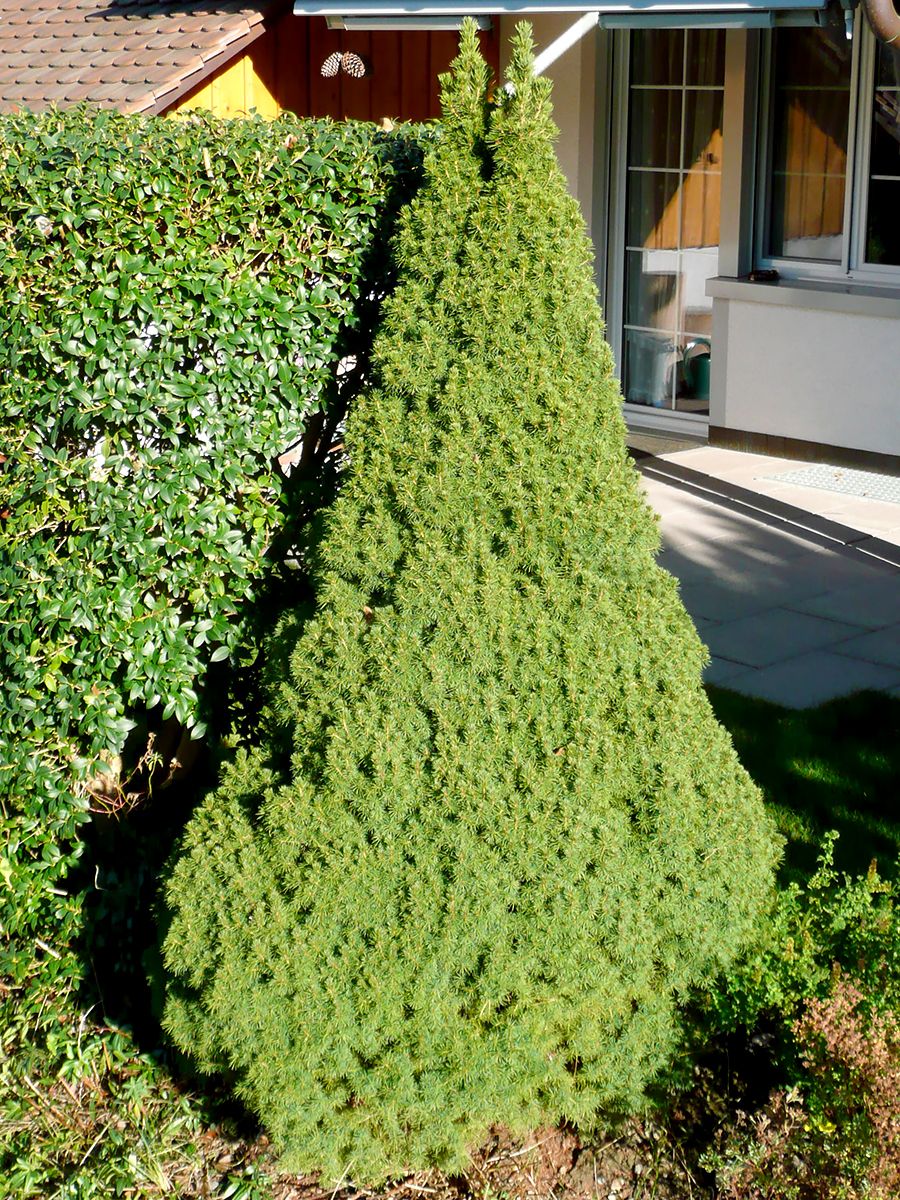 Zuckerhutfichte Conica Zuckerhutfichte Conica