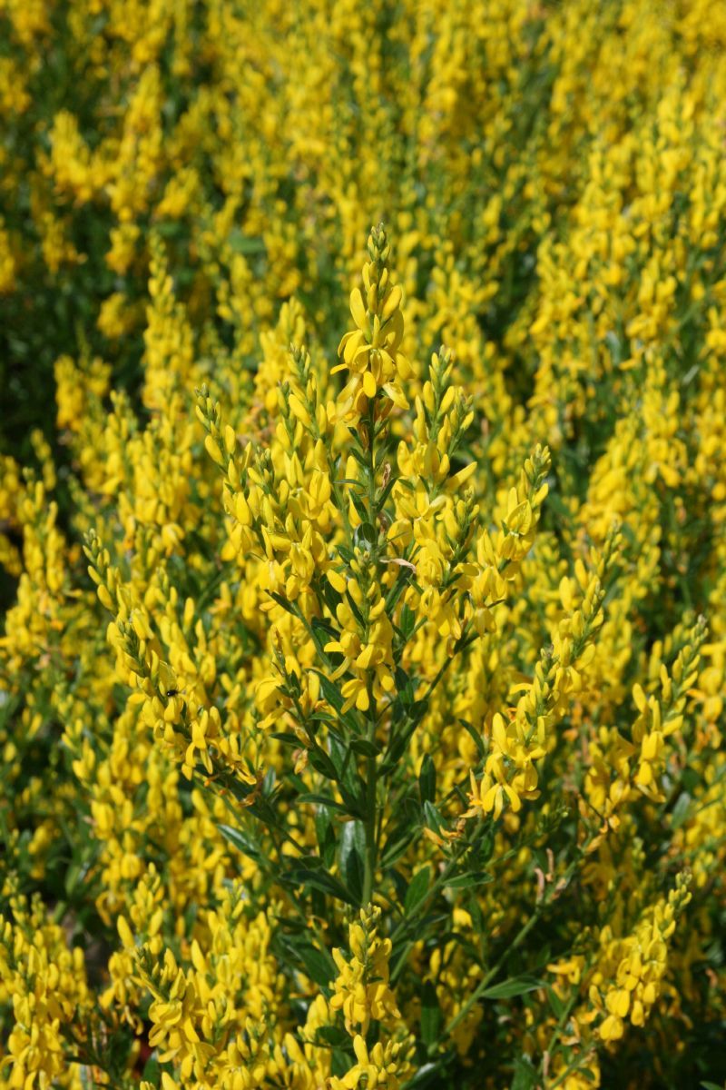 Färberginster Royal Gold