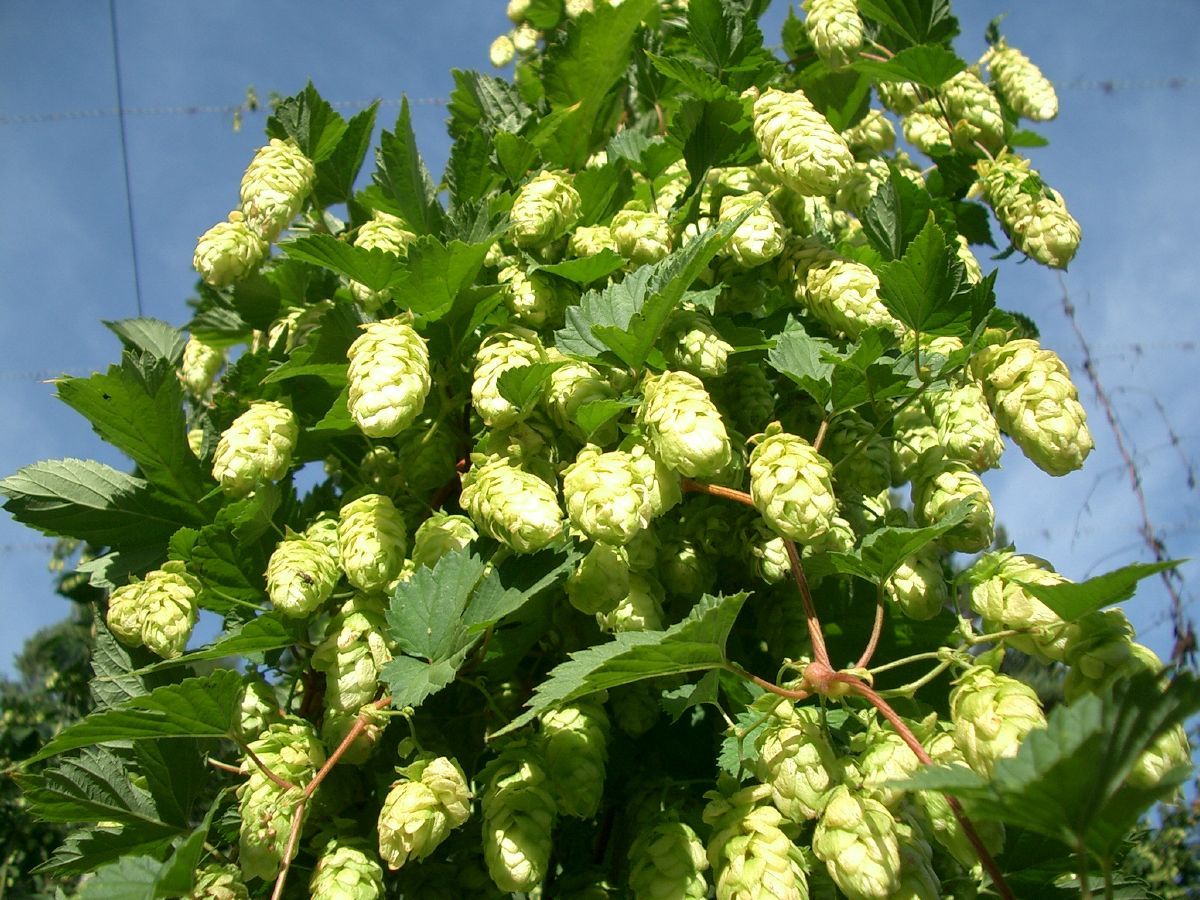 Hopfen Golden Princess®