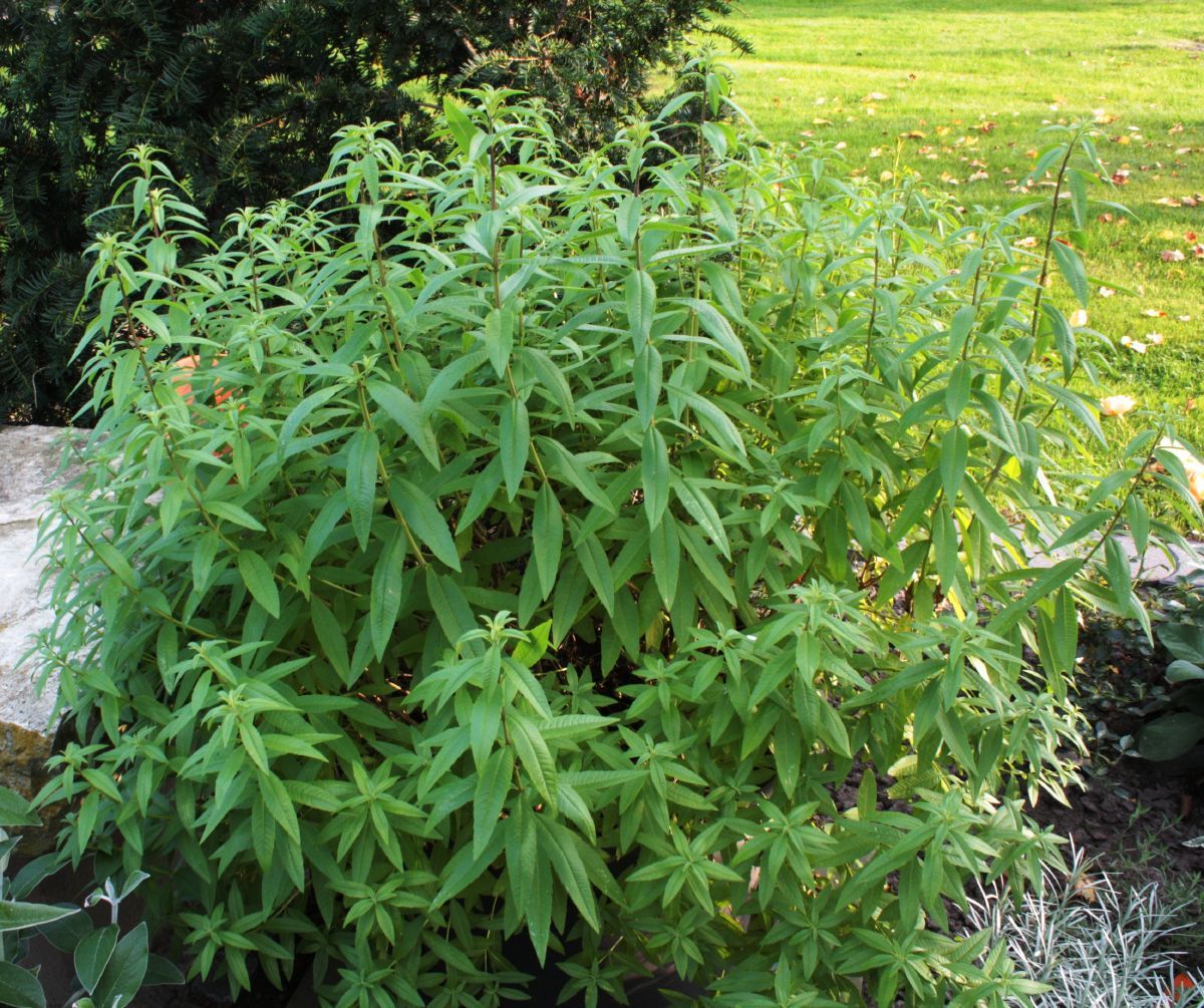 Verveine