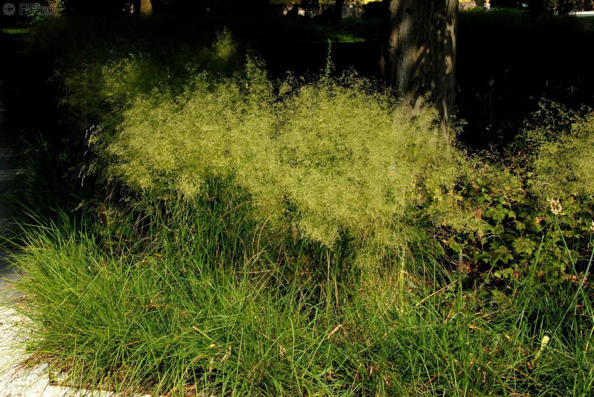 Gartenschmiele Bronzeschleier