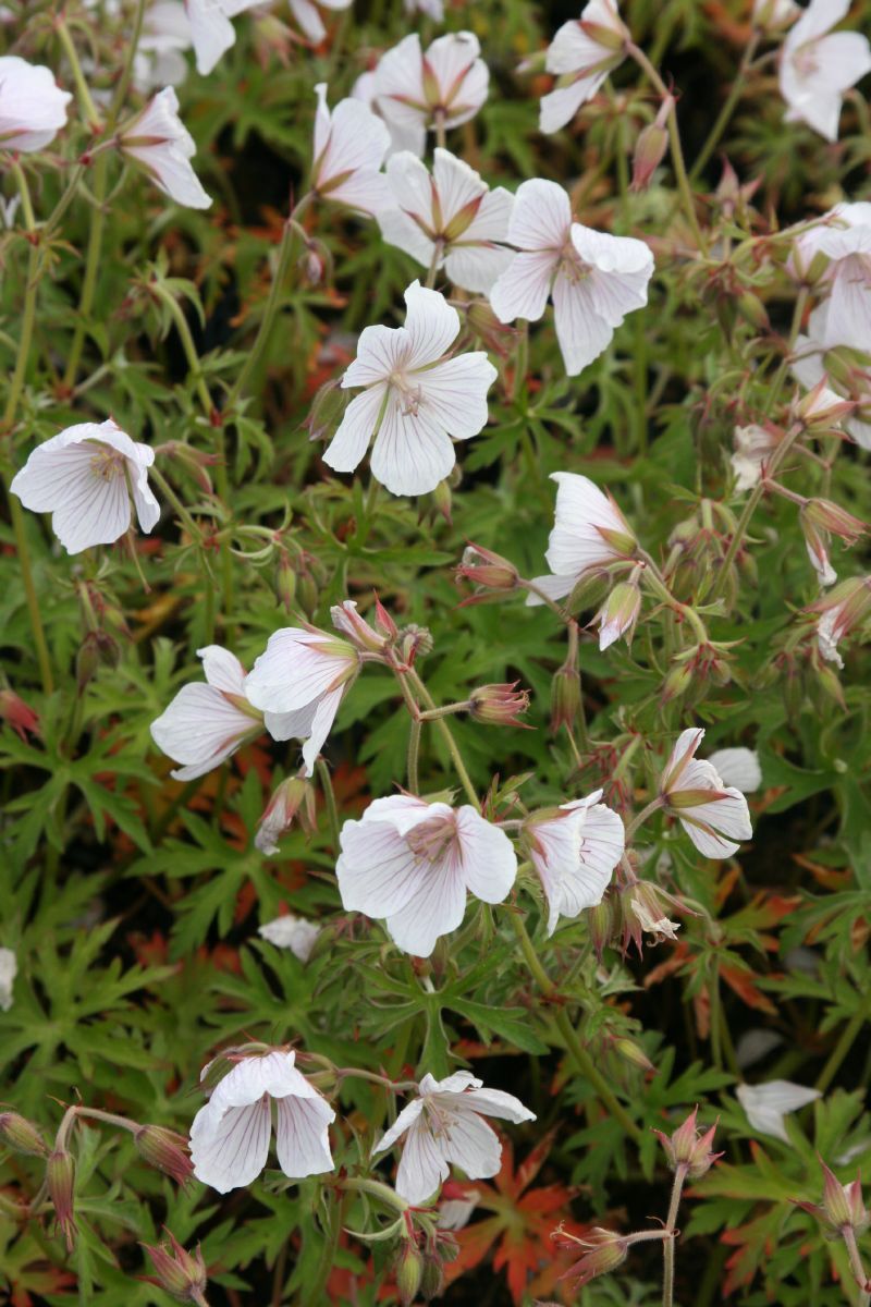 Storchschnabel Kashmir White
