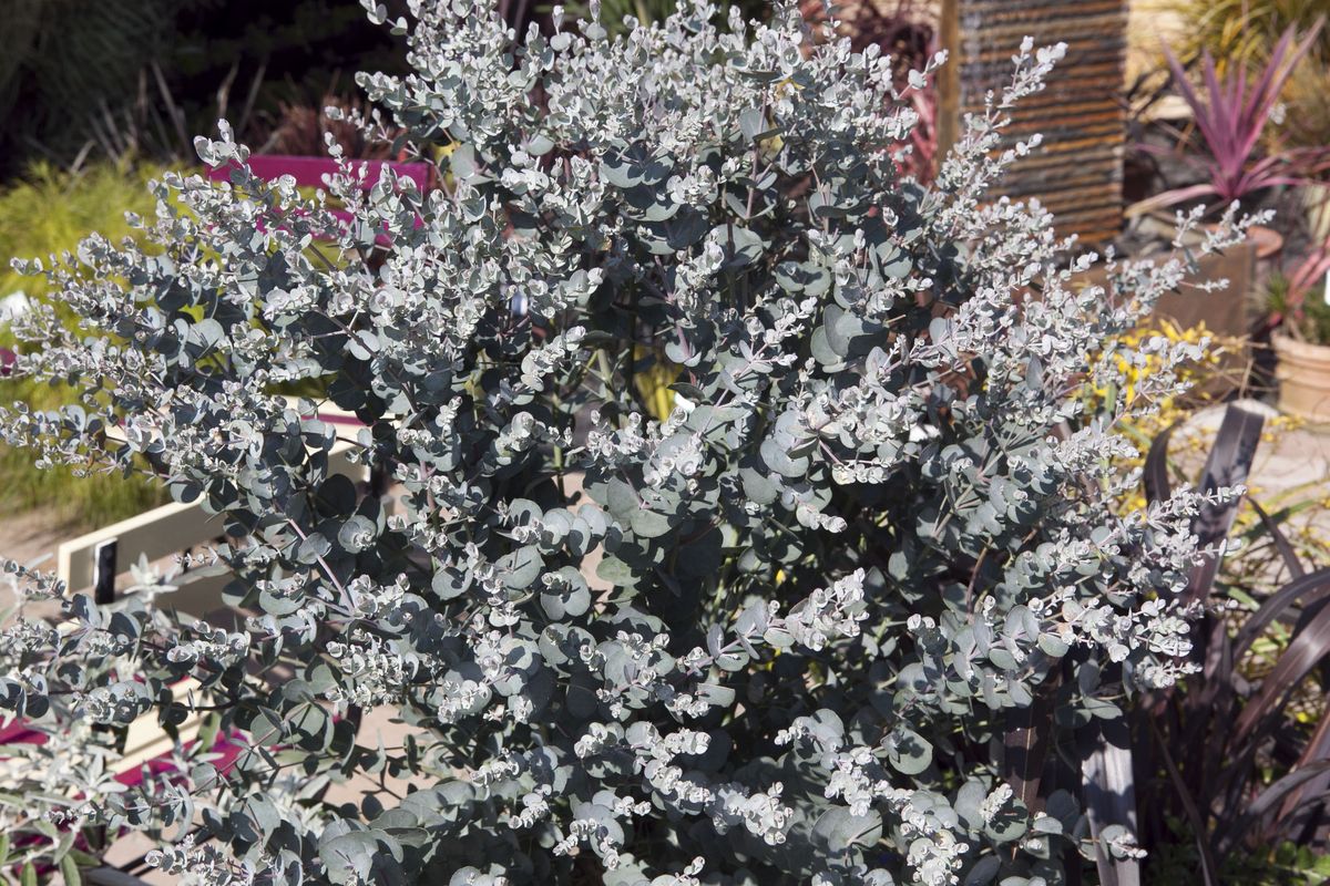 Eukalyptus Silverana
