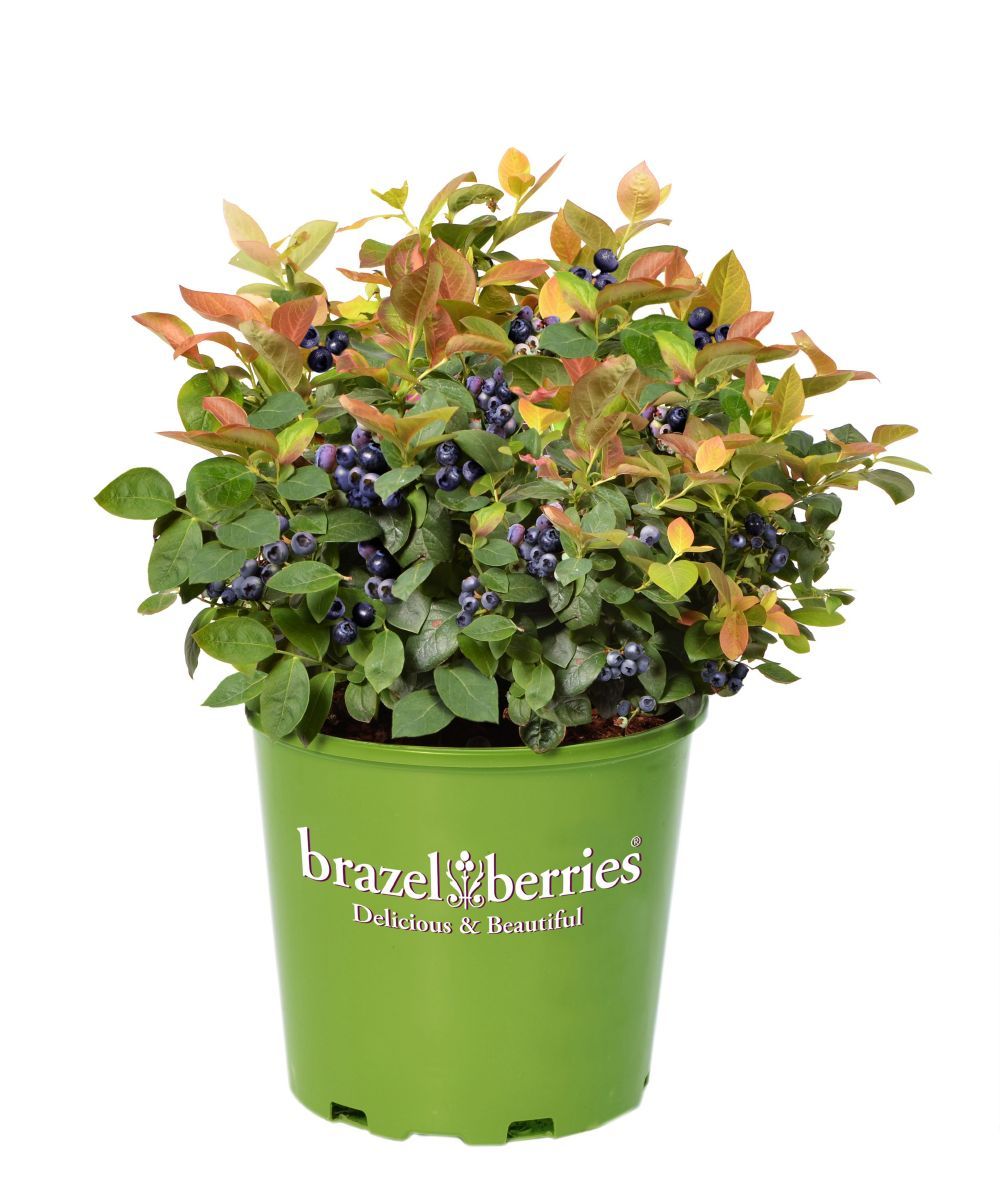 Peach Sorbet Zwergheidelbeere, Brazelberry(R)