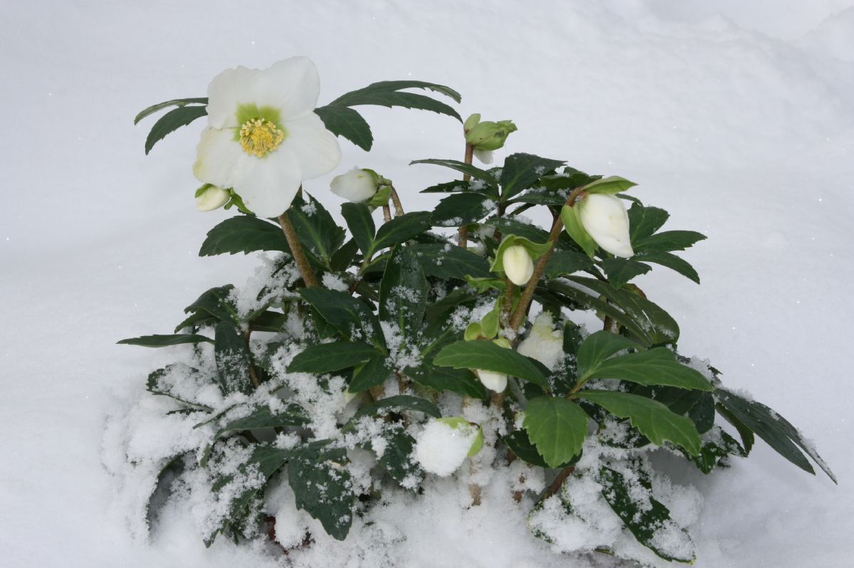 Christrose Christrose