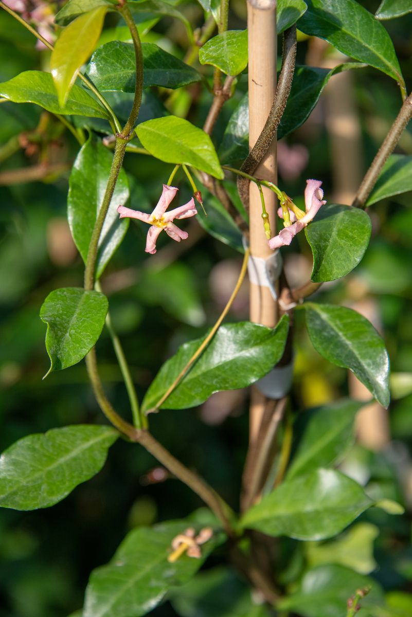 Sternjasmin Pink Showers
