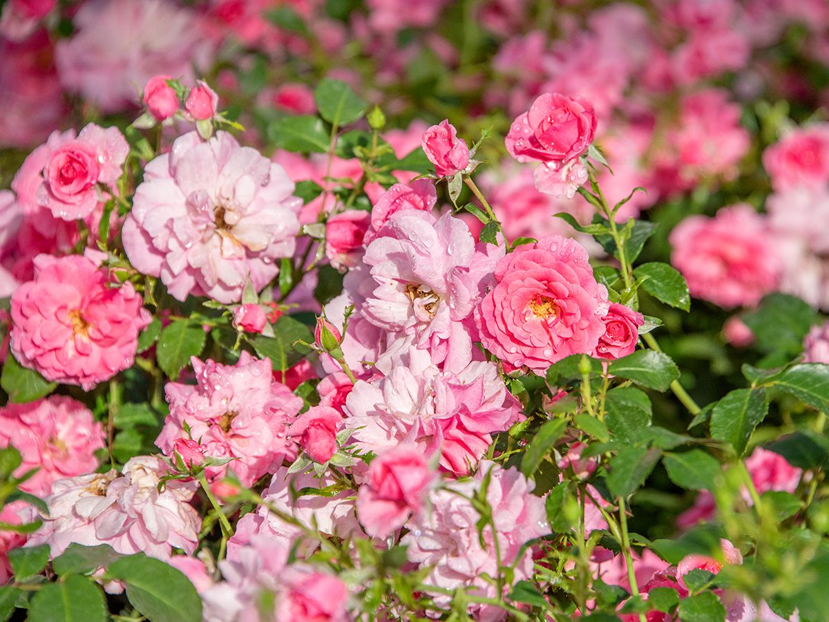 Mirato® ADR 1993 Boden- und flächendeckende Rose (anspruchslos) Mirato® ADR 1993 Boden- und flächendeckende Rose (anspruchslos)