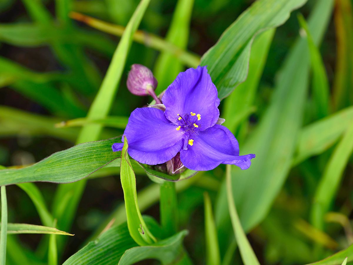 Dreimasterblume Zwanen Blue