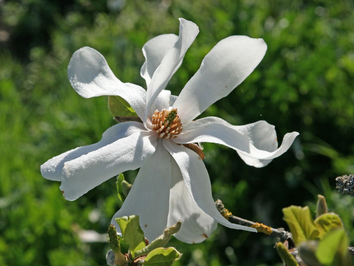 Baumartige Sternmagnolie Merrill Baumartige Sternmagnolie Merrill