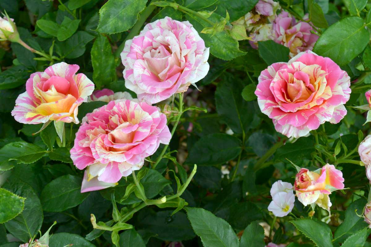 Claude Monet® Malerrose Claude Monet® Malerrose