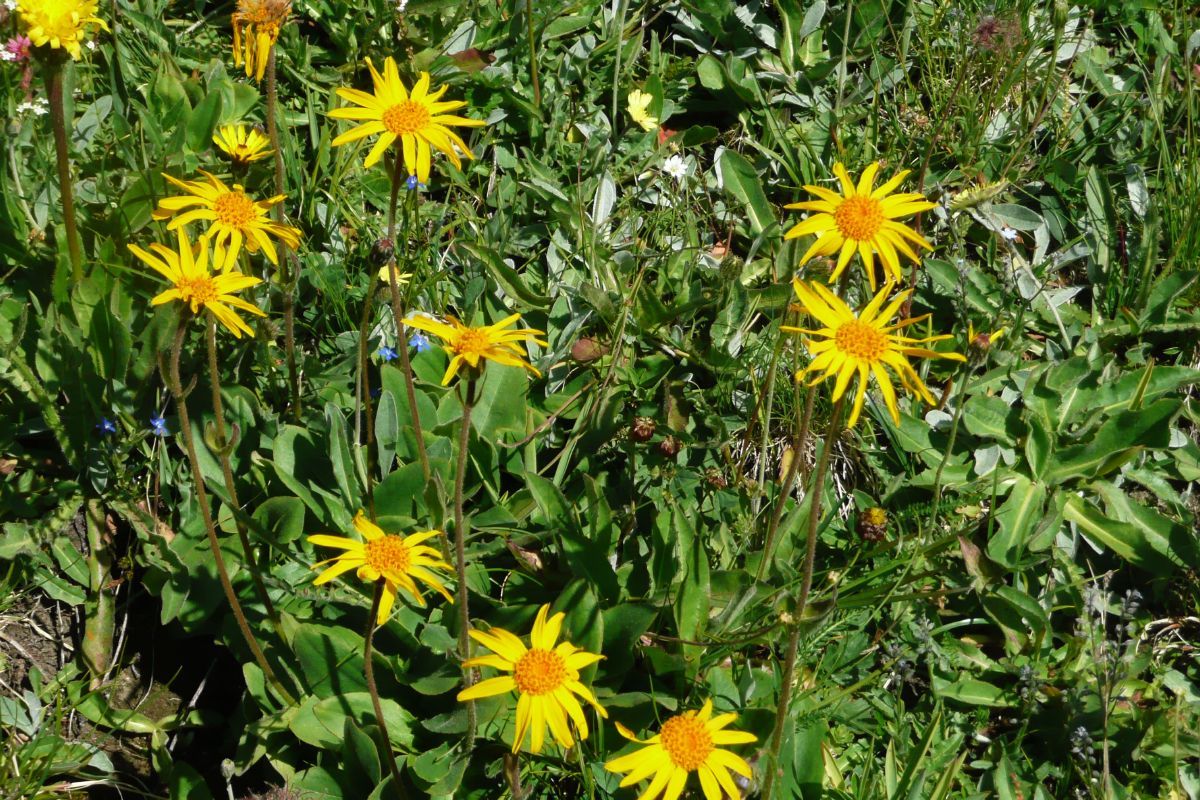 Arnika, Bergwohlverleih, Schnupftabakblume, Engelkraut, Sonnenwirbel, Bergwegebreit
