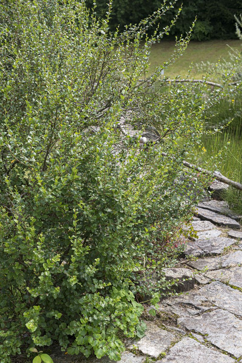Strauchbirke Strauchbirke