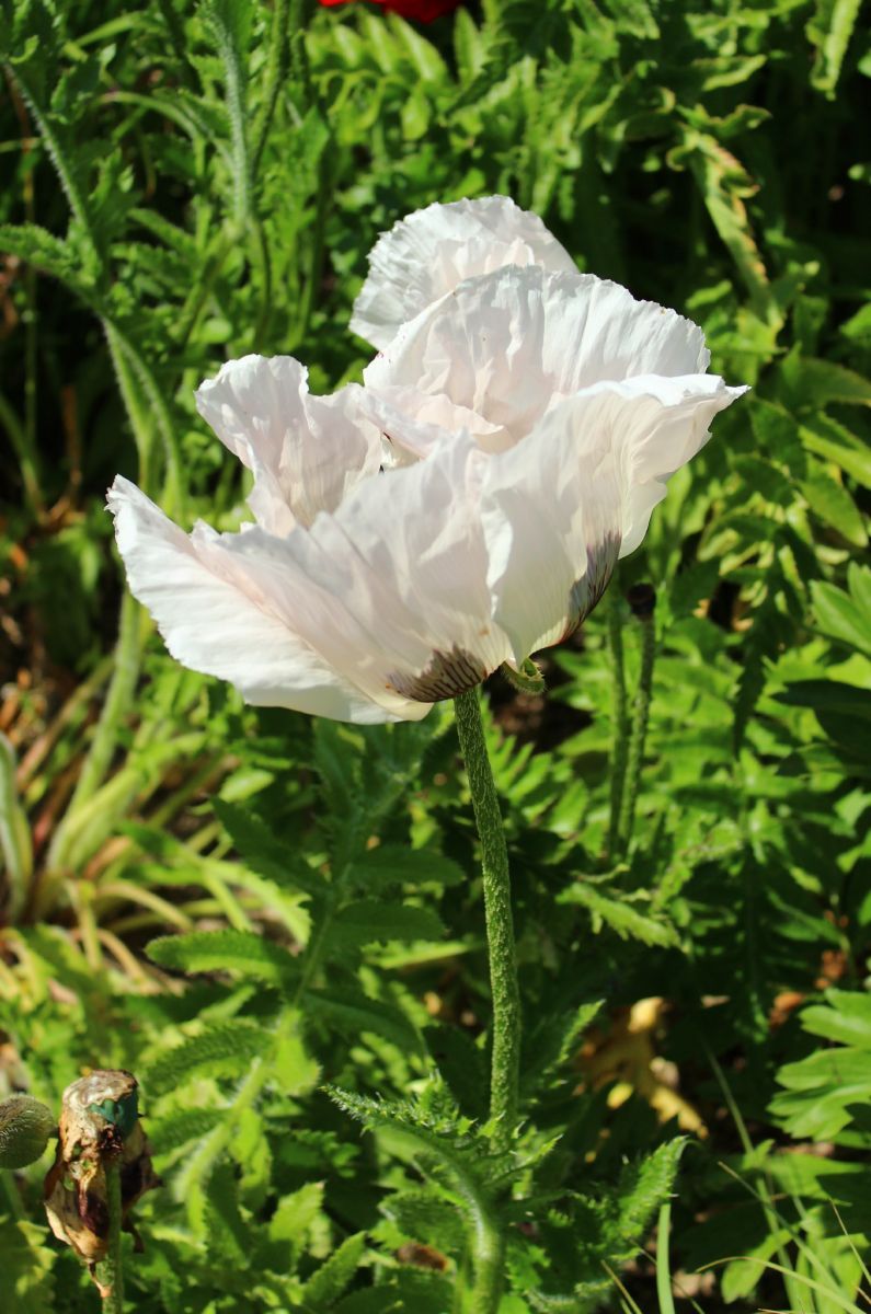 Türkenmohn Royal Wedding
