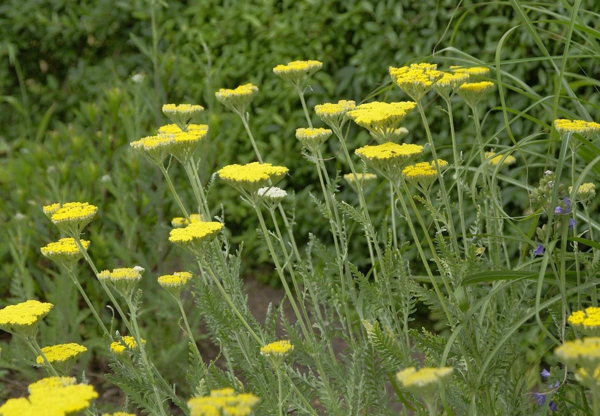 Schafgarbe Schafgarbe