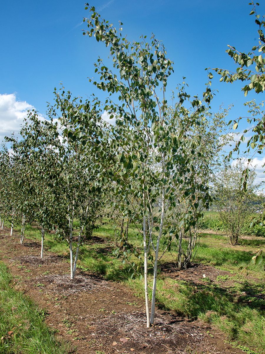Himalayabirke Doorenbos Himalayabirke Doorenbos
