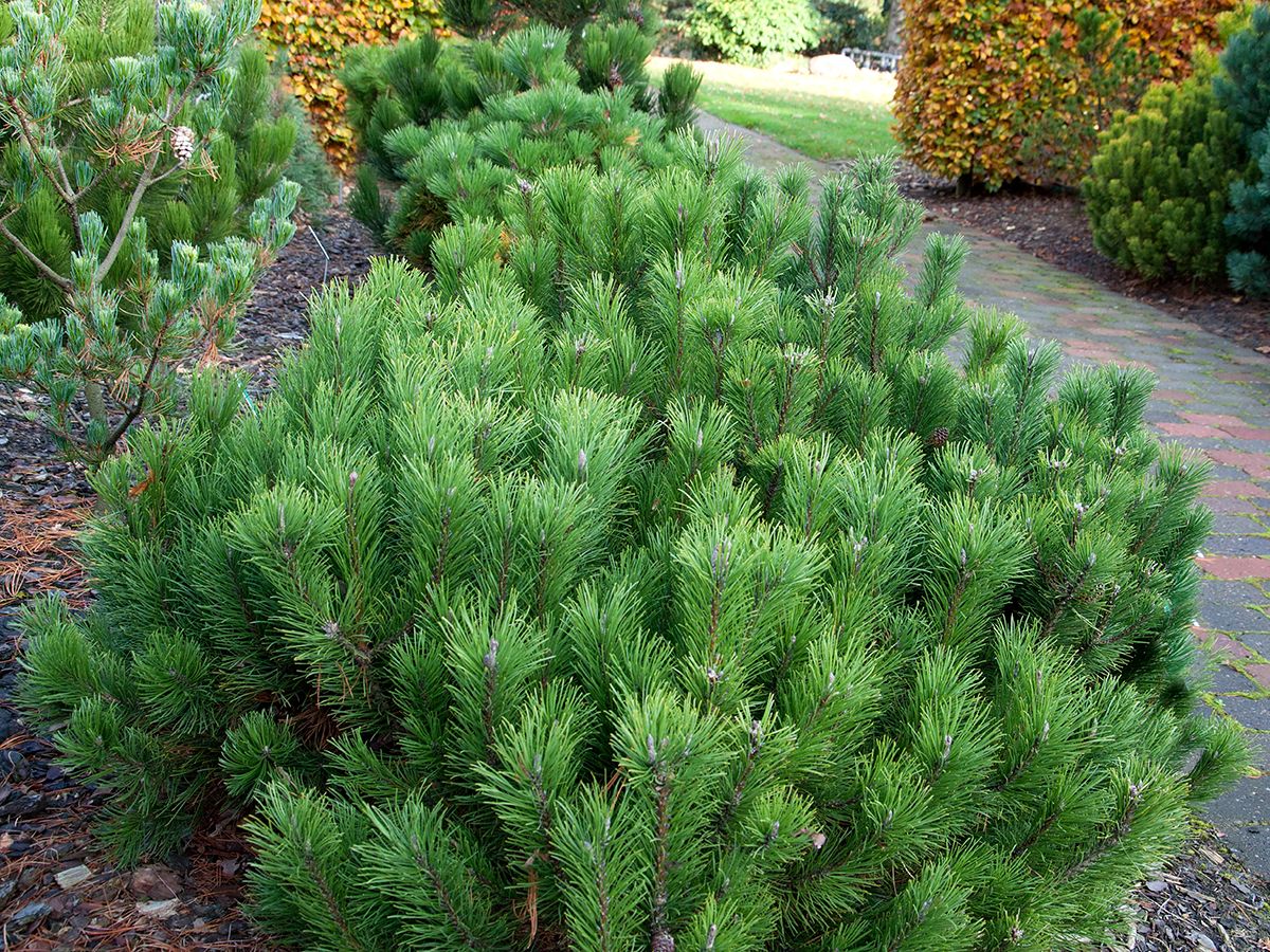 Kriechföhre pumilio Kriechföhre pumilio