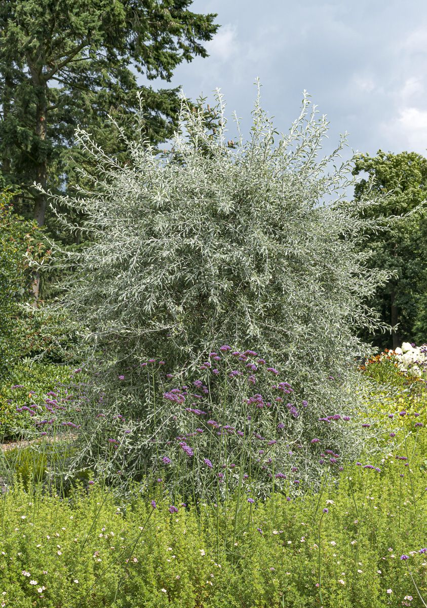 Weidenblättrige Birne Pendula Weidenblättrige Birne Pendula